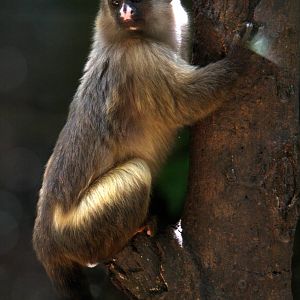 black-tailed marmoset (Mico melanurus)