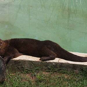 neotropical otter, Lontra longicaudis