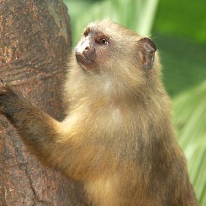 black-tailed marmoset (Mico melanurus)