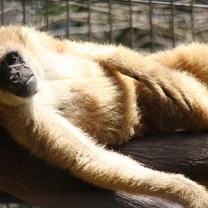 southern muriqui, Brachyteles arachnoides
