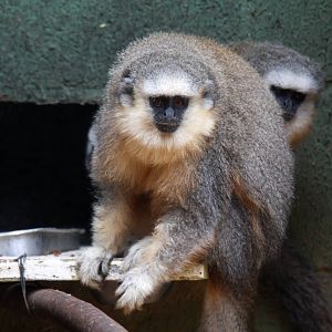 Vieira's titi monkey (Callicebus vieirai)