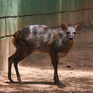 gray brocket (Mazama gouazoubira)