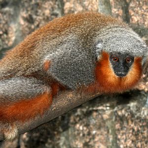 red-bellied titi or dusky titi, Callicebus moloch