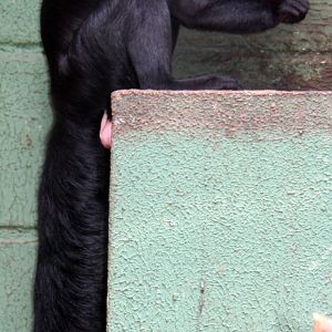 Chiropotes satanas- Black bearded saki