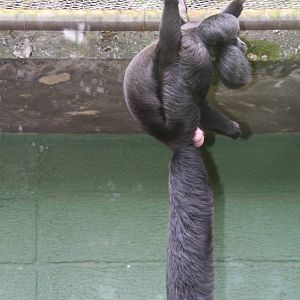 Chiropotes satanas- Black bearded saki