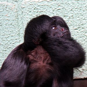 Chiropotes satanas- Black bearded saki