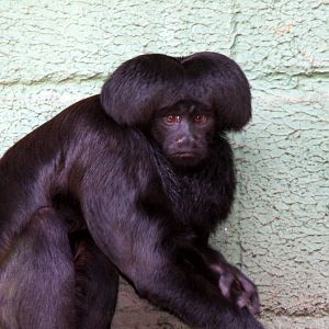 Chiropotes satanas- Black bearded saki