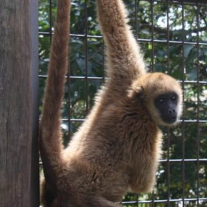 southern muriqui, Brachyteles arachnoides