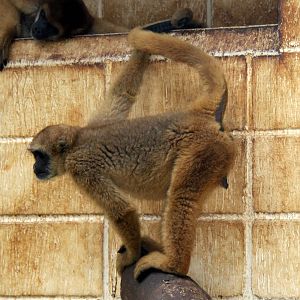 southern muriqui, Brachyteles arachnoides