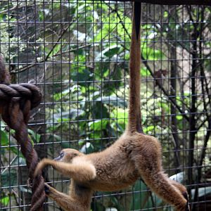 southern muriqui, Brachyteles arachnoides