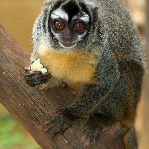 three-striped night monkey (Aotus trivirgatus)
