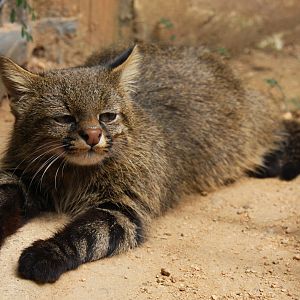 Colocolo (Leopardus colocolo)