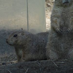 North American Plains- Prairie Dogs