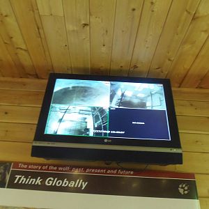 WOLF- Mexican Wolf Live Camera