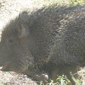 Chacoan Peccary