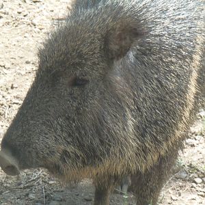 Chacoan Peccary