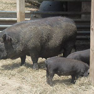 New England Farmyard- Olivia and Her Piglets