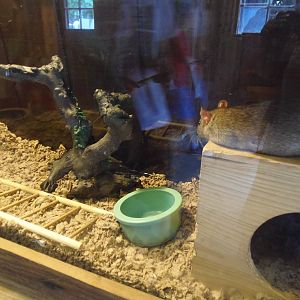 New England Farmyard- Refurbished Brown Rat Exhibit