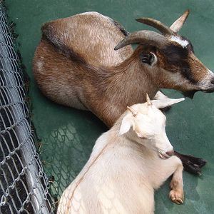 New England Farmyard- Cupcake and her Kid