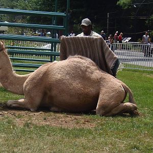 Camel Getting Ready