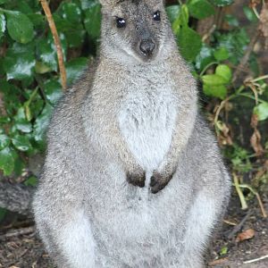 Bennet wallaby