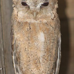 Collared scops-owl