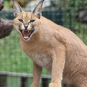 Caracal