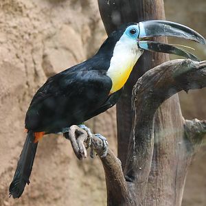 Channel-billed toucan