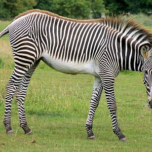 Grevy's zebra;Whipsnade; 27th July 2013