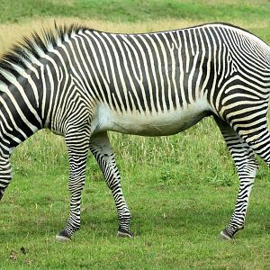 Grevy's zebra;Whipsnade; 27th July 2013