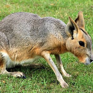Mara;Whipsnade; 27th July 2013