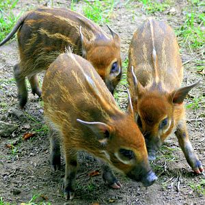 Young red river hogs;Whipsnade;27th July 2013