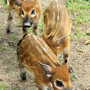 Young red river hogs;Whipsnade;27th July 2013