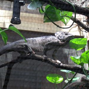 Malagasy Giant Chameleon