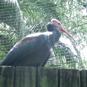 Southern Bald Ibis