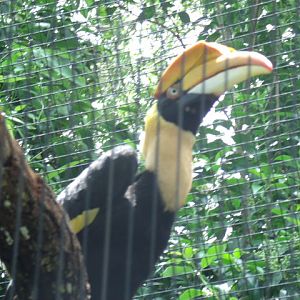 Great Indian Hornbill