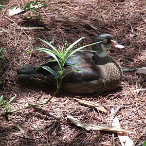 Wood Duck