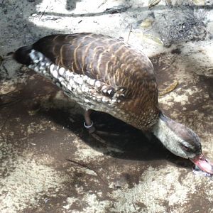 Spotted Whistling Duck