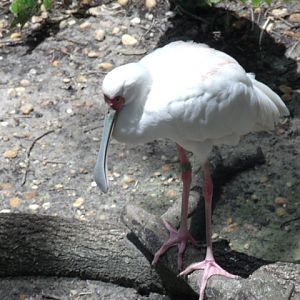 African Spoonbill