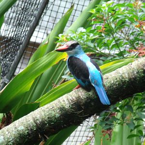 Blue-Breasted Kingfisher