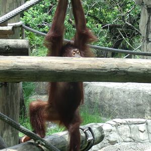 Bornean Orangutan