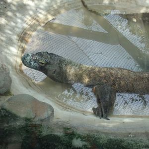 Komodo Dragon