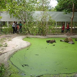Siamese crocodile pool, May 2013.