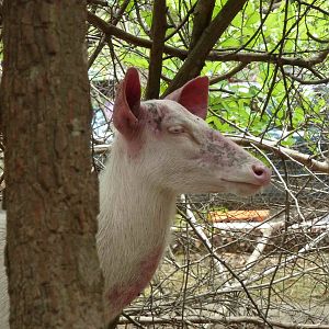 White sambar, May 2013.