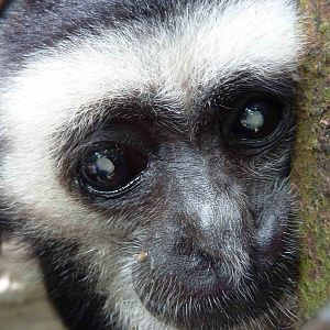 Pileated gibbon, May 2013.