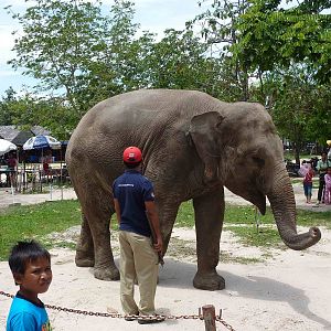 Elephant show, May 2013.