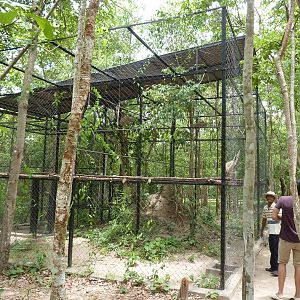 Gibbon enclosure, May 2013.
