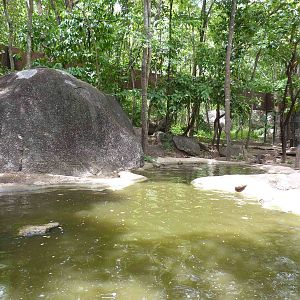 Smooth-coated otter enclosure, May 2013.