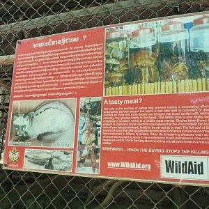 Civet sign, May 2013.