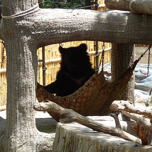 Bear in a hammock, May 2013.